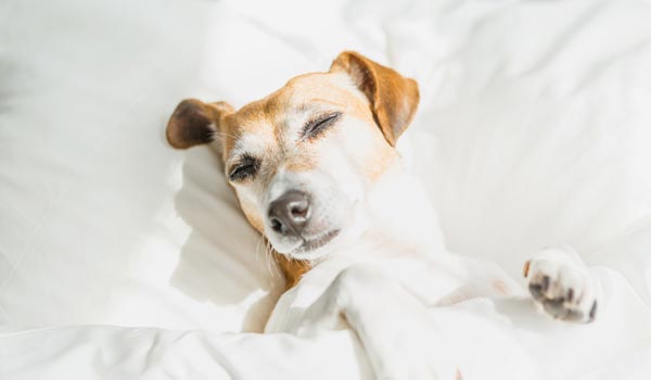 Se ve la cara de un perro dormido recostado en una almohada y cubierto con una sábana 