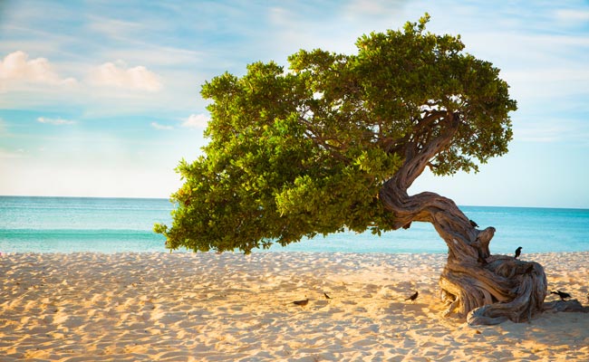 El Divi Divi es el árbol insignea de Aruba, doblado en un ángulo de 45 grados debido al constante intercambio de vientos y de su nacimiento a lo largo de una extensión de arena blanca y pura del Caribe.  