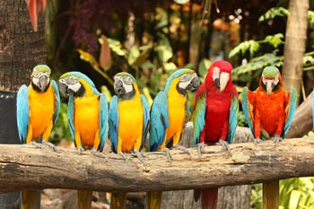 aves amazonas, isla de los micos