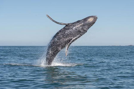 Nuquí es un municipio del Chocó, es uno de los escenarios preferidos por las ballenas