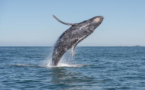 Avistamiento de ballenas en Nuquí