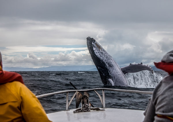 Avistamiento de ballenas en el pacífico de Colombia