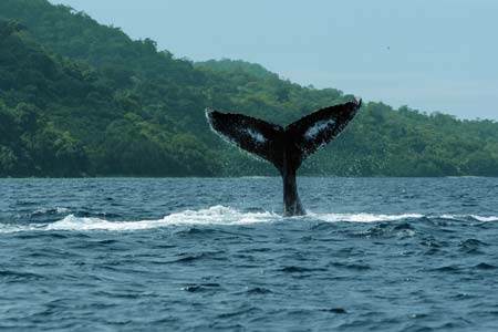 Bahía Solano otro de los destinos en el que se pueden apreciar a las ballenas