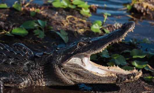 El paseo en aerodeslizador por las aguas pantanosas de Everglades donde podrás observar el residente más famoso de todos el caimán 