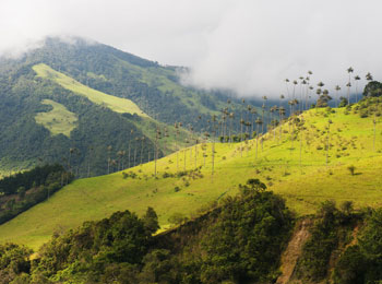 Clima en Colombia, Valle del cocora
