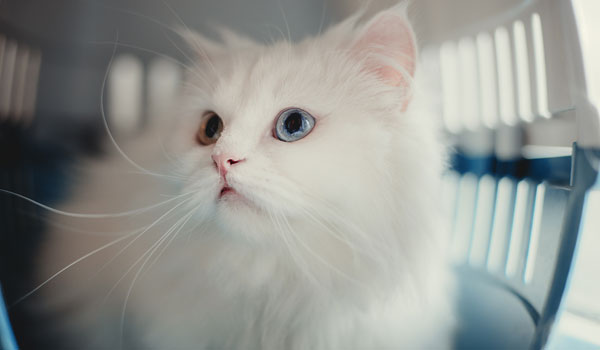 Se ve un gato persa color blanco dentro de un guacal, tiene un ojo azul y otro color miel