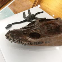 Craneo Reptil Museo Paleontológico Villa de Leyva 