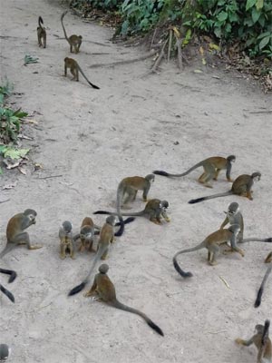 Los Monos Ardilla son pequeños monos de apariencia grácil que varían en tamaño, son cuadrupedos y se mueven con sus extremidades 