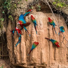 Las Guacamayas con son aves emblematicas de la Región de la Amazónia 
