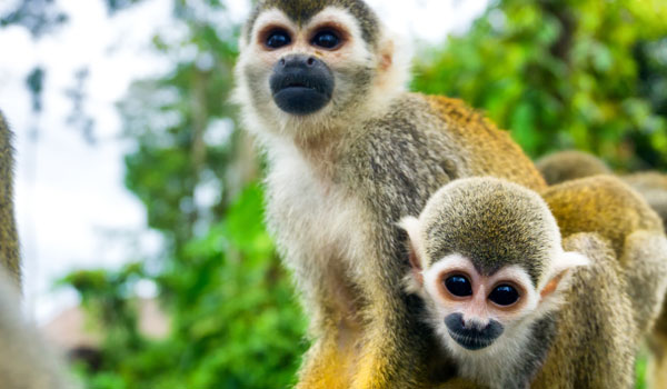 Mico fraile en Isla de los micos Leticia, Amazonas Colombia 