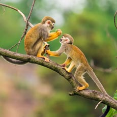 Monos Ardilas del Amazonas, son pequeños monos, varián en el tamaño 