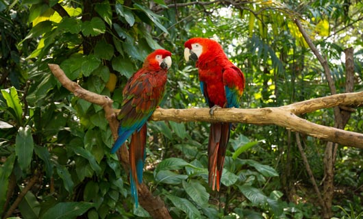 En Jungle Island podrás vivir una experiencia con animales, aprendizaje y espectáculos 