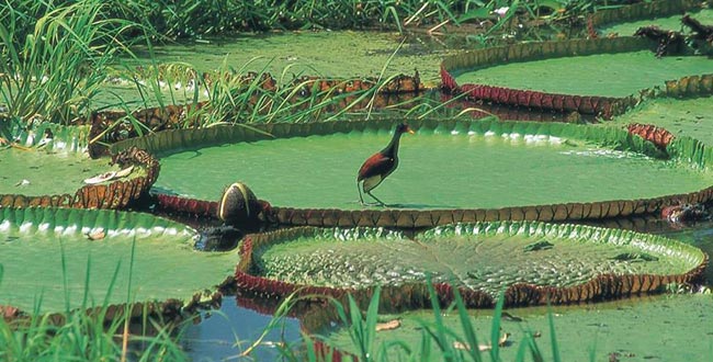 Parque Nacional Natural Amacayacu  tiene alrededor de 150 especies de mamíferos, unas 500 especies de aves,  flora del Amazonas, biodiversidad para que conozcas
