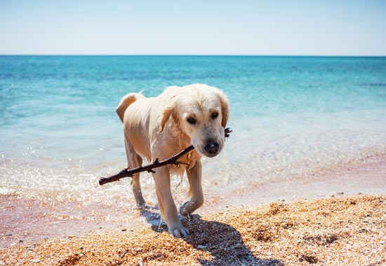 destinos de playa, que permiten el acceso de mascotas