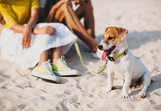 Accesorios para ir con el perro a la playa, equipaje para mascota