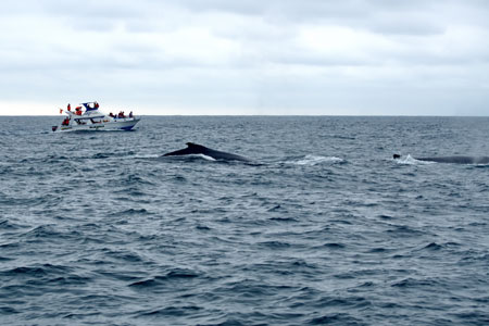 Recomendaciones para hacer avistamiento de ballenas