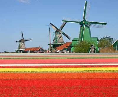 sembradío de tulipanes en Holanda