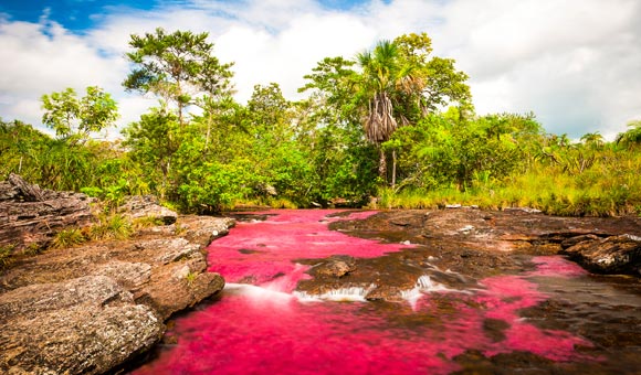 Senderismo Caño Cristales, La Macarena Colombia, considerado el río más Hermoso del Mundo