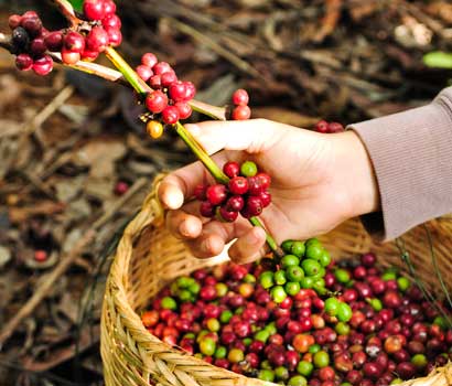 Tradición Cafetera, grano de café de Colombia