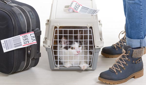 
En el piso, se ve un gato dentro de un guacal, al su lado izquierdo una maleta de viaje negra y a su derecha los pies de una persona de pies
