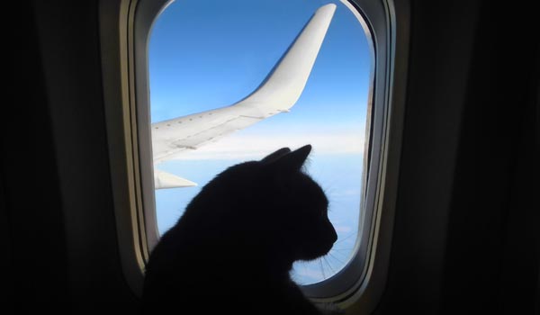 Se ve la cilueta de un gato frente a una ventana de avión. En la ventana se ve una de las alas del avión  y el cielo