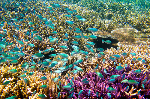 Arrecifes de corales en Panamá