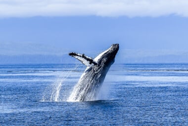 Temporada de ballenas en el Pacífico de Colombia